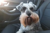 Shayna the Schnauzer